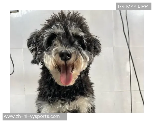 足球雪纳瑞的魅力与训练技巧探秘,助你成为球场上的明星 足球雪纳瑞的魅力与训练技巧探秘,助你成为球场上的明星